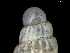  ( - 149705)  @11 [ ] Creative Commons BY NC SA (2025) University of Bergen Natural History Collections