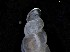  ( - 155164)  @11 [ ] Creative Commons BY NC SA (2024) University of Bergen Natural History Collections