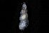  ( - 155164)  @11 [ ] Creative Commons BY NC SA (2024) University of Bergen Natural History Collections