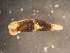  ( - 160750)  @11 [ ] Creative Commons BY NC SA (2025) University of Bergen Natural History Collections