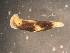  ( - 160750)  @11 [ ] Creative Commons BY NC SA (2025) University of Bergen Natural History Collections