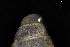  ( - 160797_04)  @11 [ ] Creative Commons BY NC SA (2025) University of Bergen Natural History Collections