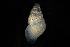  ( - 160797_04)  @11 [ ] Creative Commons BY NC SA (2025) University of Bergen Natural History Collections