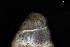  ( - 160797_04)  @11 [ ] Creative Commons BY NC SA (2025) University of Bergen Natural History Collections