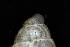  ( - 160797_05)  @11 [ ] Creative Commons BY NC SA (2025) University of Bergen Natural History Collections