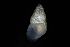  ( - 160797_05)  @11 [ ] Creative Commons BY NC SA (2025) University of Bergen Natural History Collections