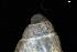  ( - 160797_05)  @11 [ ] Creative Commons BY NC SA (2025) University of Bergen Natural History Collections
