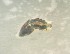  ( - 160818)  @11 [ ] Creative Commons BY NC SA (2025) University of Bergen Natural History Collections