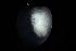  ( - 161951)  @11 [ ] Creative Commons BY NC SA (2025) University of Bergen Natural History Collections