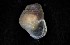  ( - 161976_02)  @11 [ ] Creative Commons BY NC SA (2024) University of Bergen Natural History Collections