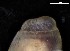  ( - 161976_02)  @11 [ ] Creative Commons BY NC SA (2024) University of Bergen Natural History Collections