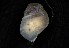  ( - 161976_02)  @11 [ ] Creative Commons BY NC SA (2024) University of Bergen Natural History Collections