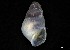  ( - 161976_03)  @11 [ ] Creative Commons BY NC SA (2024) University of Bergen Natural History Collections