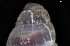  ( - 161976_03)  @11 [ ] Creative Commons BY NC SA (2024) University of Bergen Natural History Collections