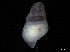  ( - 161976_03)  @11 [ ] Creative Commons BY NC SA (2024) University of Bergen Natural History Collections