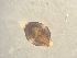  ( - 161984)  @11 [ ] Creative Commons BY NC SA (2025) University of Bergen Natural History Collections