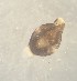  ( - 161984)  @11 [ ] Creative Commons BY NC SA (2025) University of Bergen Natural History Collections