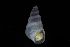  ( - 161996)  @11 [ ] Creative Commons BY NC SA (2025) University of Bergen Natural History Collections