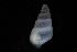  ( - 161996)  @11 [ ] Creative Commons BY NC SA (2025) University of Bergen Natural History Collections