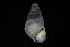  ( - 162017_01)  @11 [ ] Creative Commons BY NC SA (2025) University of Bergen Natural History Collections