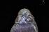  ( - 162017_01)  @11 [ ] Creative Commons BY NC SA (2025) University of Bergen Natural History Collections