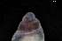  ( - 162017_02)  @11 [ ] Creative Commons BY NC SA (2025) University of Bergen Natural History Collections