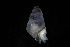  ( - 162017_03)  @11 [ ] Creative Commons BY NC SA (2025) University of Bergen Natural History Collections