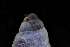  ( - 162017_03)  @11 [ ] Creative Commons BY NC SA (2025) University of Bergen Natural History Collections