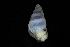  ( - ZMBN_162035)  @11 [ ] Creative Commons BY NC SA (2025) University of Bergen Natural History Collections