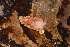  ( - 162077)  @11 [ ] Creative Commons BY NC SA (2025) University of Bergen Natural History Collections