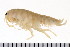  (Transorchestia - LIAMP008)  @14 [ ] CreativeCommons - Attribution (2010) Unspecified Centre for Biodiversity Genomics