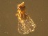  (Trichogramma evanescens - Eng#49)  @11 [ ] by-nc-sa (2021) Severin te Lindert Wageningen University, Biosystematics
