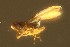  ( - Eng#49)  @11 [ ] by-nc-sa (2021) Severin te Lindert Wageningen University, Biosystematics