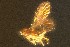  ( - Eng#16)  @11 [ ] by-nc-sa (2021) Severin te Lindert Wageningen University, Biosystematics