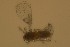  ( - Eng#64)  @11 [ ] by-nc-sa (2021) Severin te Lindert Wageningen University, Biosystematics