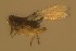  ( - Eng#69)  @11 [ ] by-nc-sa (2021) Severin te Lindert Wageningen University, Biosystematics