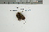  (Peltigera castanea - CCDB-25871-H07)  @11 [ ] CreativeCommons - Attribution Non-Commercial Share-Alike (2022) Canadian Museum of Nature Canadian Museum of Nature