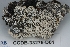  (Pertusaria didactyla - CCDB-33275-D01)  @11 [ ] CreativeCommons - Attribution (2019) Centre for Biodiversity Genomics Centre for Biodiversity Genomics