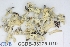  ( - CCDB-33275-D10)  @11 [ ] CreativeCommons - Attribution (2019) Centre for Biodiversity Genomics Centre for Biodiversity Genomics