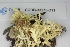 ( - CCDB-33275-D11)  @11 [ ] CreativeCommons - Attribution (2019) Centre for Biodiversity Genomics Centre for Biodiversity Genomics