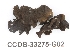  ( - CCDB-33275-G02)  @11 [ ] CreativeCommons - Attribution (2019) Centre for Biodiversity Genomics Centre for Biodiversity Genomics