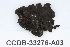  ( - CCDB-33276-A03)  @11 [ ] CreativeCommons - Attribution (2019) Centre for Biodiversity Genomics Centre for Biodiversity Genomics