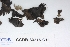  ( - CCDB-33276-C11)  @11 [ ] CreativeCommons - Attribution (2019) Centre for Biodiversity Genomics Centre for Biodiversity Genomics
