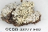  (Pertusaria subobducens - CCDB-33277-F02)  @11 [ ] CreativeCommons - Attribution (2019) Centre for Biodiversity Genomics Centre for Biodiversity Genomics