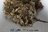  (Peltigera lyngei - CCDB-33277-G04)  @11 [ ] CreativeCommons - Attribution (2019) Centre for Biodiversity Genomics Centre for Biodiversity Genomics