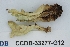  ( - CCDB-33277-G12)  @11 [ ] CreativeCommons - Attribution (2019) Centre for Biodiversity Genomics Centre for Biodiversity Genomics