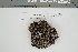  (Peltigera neorufescens - CCDB-42283-D06)  @11 [ ] CreativeCommons - Attribution Non-Commercial Share-Alike (2022) Canadian Museum of Nature Canadian Museum of Nature