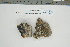  (Lecidea polypycnidophora - CCDB-42283-D12)  @11 [ ] CreativeCommons - Attribution Non-Commercial Share-Alike (2022) Canadian Museum of Nature Canadian Museum of Nature