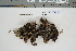  ( - CCDB-42283-F10)  @11 [ ] CreativeCommons - Attribution Non-Commercial Share-Alike (2022) Canadian Museum of Nature Canadian Museum of Nature