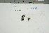  ( - CCDB-42283-H12)  @11 [ ] CreativeCommons - Attribution Non-Commercial Share-Alike (2022) Canadian Museum of Nature Canadian Museum of Nature